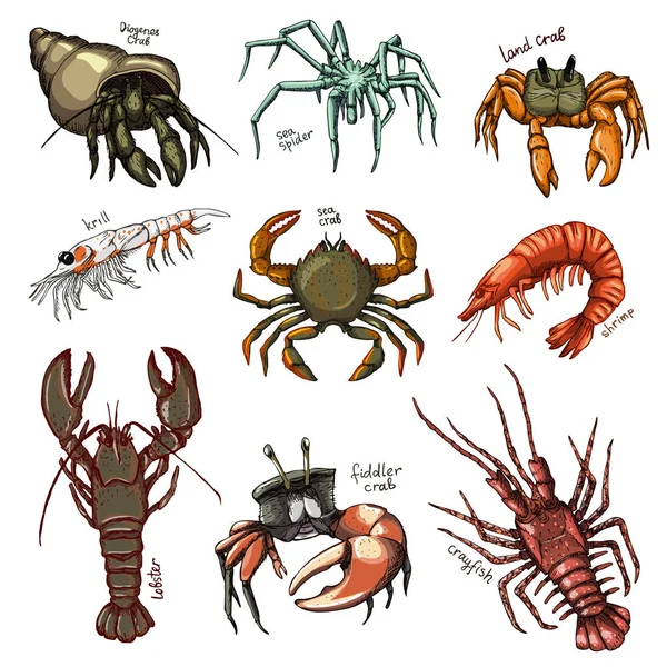 Crostacei vettore granchio gamberi oceano aragosta e gamberi o gamberi frutti di mare illustrazione crostacei set di animali marini gamberetti caratteri isolati su sfondo bianco — Vettoriale Stock