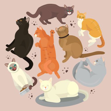 Cats damat veya hayvan hastalıklarıyla ilgili kedigil el ilanı vektör çizim göster. Şirin yavru kedi evde beslenen hayvan poster. Komik hayvan stüdyo. Güzel dostluk reklam kedi kedi karakteri.