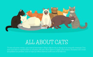 Kediler afiş damat veya veteriner kedi ilanı vektör çizim göstermek. Şirin yavru kedi evde beslenen hayvan poster. Komik hayvan stüdyo. Güzel dostluk reklam kedi kedi karakteri.
