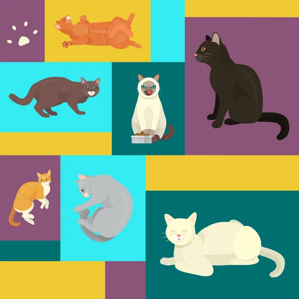 Kediler poster damat veya veteriner kedi ilanı vektör çizim göstermek. Şirin yavru kedi evde beslenen hayvan arka plan. Komik hayvan stüdyo. Güzel dostluk reklam kedi kedi karakteri. — Stok Vektör