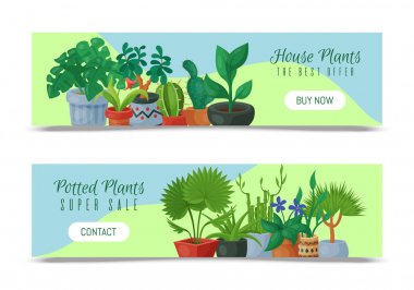 Ev çiçekler kapalı Çiçekçilik afiş vektör illüstrasyon. Doğa ev dekorasyon Bahçe. Saksı güzellik dekoratif Flora kapalı bitkiler. Succulent yeşillik egzotik bahçe houseplant.