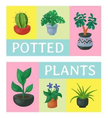 Ev çiçekleri kapalı floriculture poster vektör illüstrasyon. Doğa ev dekorasyonu bahçe. Saksı güzelliği dekoratif flora kapalı bitkiler. Rahat sulu yeşillik egzotik bahçe houseplant