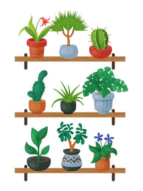 Ev çiçekleri raf kapalı floriculture vektör illüstrasyon. Doğa ev dekorasyonu bahçe. Saksı güzelliği dekoratif flora kapalı bitkiler. Yeşillik egzotik bahçe houseplant tablo.
