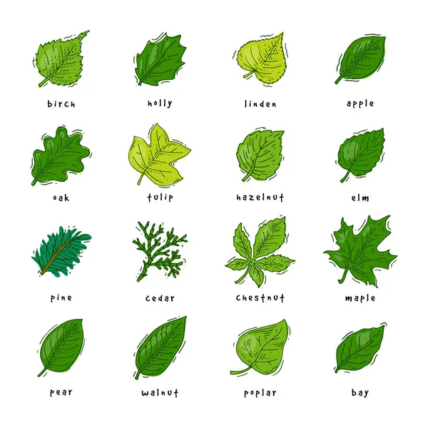 Φύλλα πράσινα φύλλα από δέντρα που φύλλα βελανιδιάς και φυλλώδες σφενδάμι ή φύλλα φύλλωμα εικονογράφηση του φυλλώματος σε άνοιξη σύνολο με φύλλα που απομονώνονται σε λευκό φόντο — Φωτογραφία Αρχείου