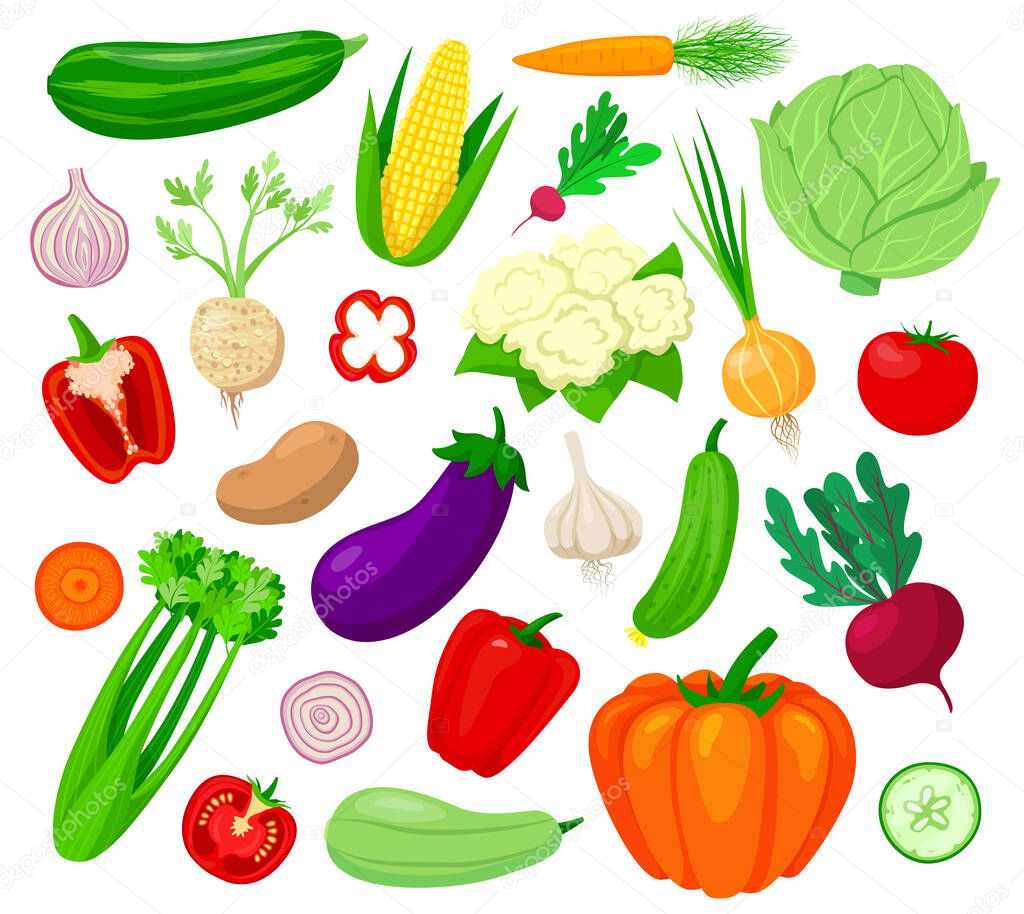 Vegetables vector illustration set, cartoon flat veg collection of tomato carrot eggplant cabbage pepper pumpkin cucumber garlic onion
