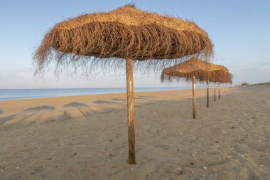 satır satır tarafından plajda saman şemsiye