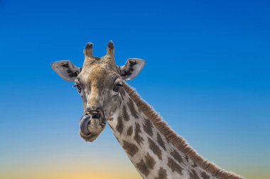 mavi gökyüzünün altında etkin Ulusal Park'ta zürafa