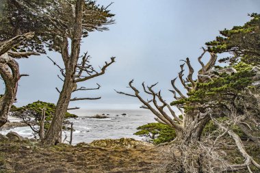 Kıbrıs Cove iz Point Lobos, ABD, ağaçlar