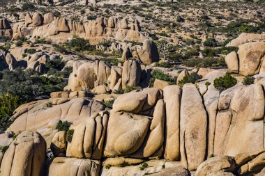 joshua tree national Park gizli Vadisi doğal kayalar