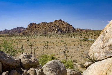 Joshua Ağaçlar Joshua tree national park mavi gökyüzü altında kayalarda ile