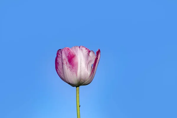 Bela Tulipa Vermelha Sob Céu Azul Claro — Fotografia de Stock
