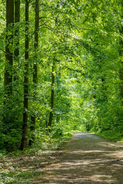 Natursköna Väg Genom Tät Skog Med Gröna Ekar — Stockfoto