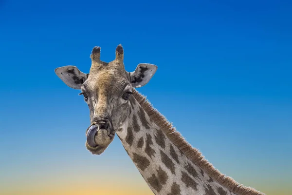 Giraf Het Etosha Nationaal Park Onder Blauwe Hemel — Stockfoto