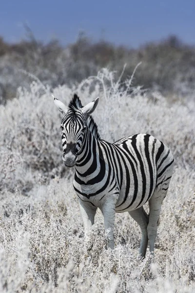 Zebra Etosha National Park Namibia Africa — Stock Photo, Image
