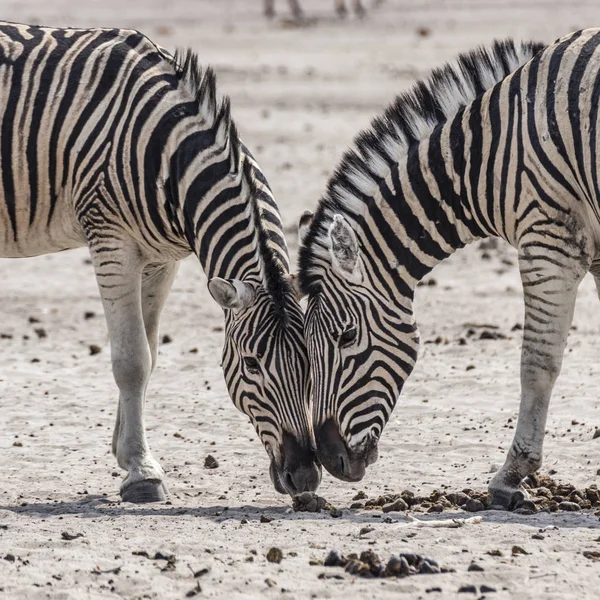 Detalhe Zebras Zwo Parque Nacional Etosha — Fotografia de Stock