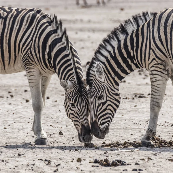 Etosha Nemzeti Park Zebrák Zwo Részlete — Stock Fotó