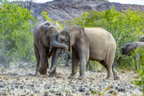 Elefantes Sabana Del Parque Nacional Etosha Namibia — Foto de Stock