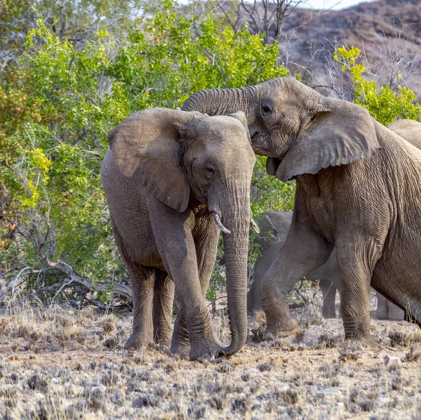 Elefantes Sabana Del Parque Nacional Etosha Namibia — Foto de Stock