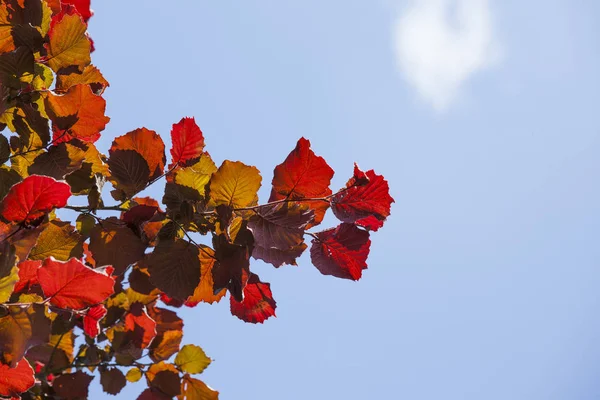 Красный Отпуск Осенью Индийских Летних Цветах — стоковое фото