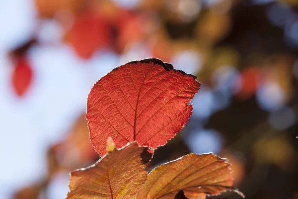 Röd Lämna Hösten Brittsommar Färger — Stockfoto