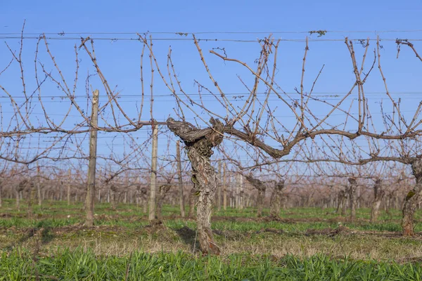 Viñedo Invierno Rheingau —  Fotos de Stock