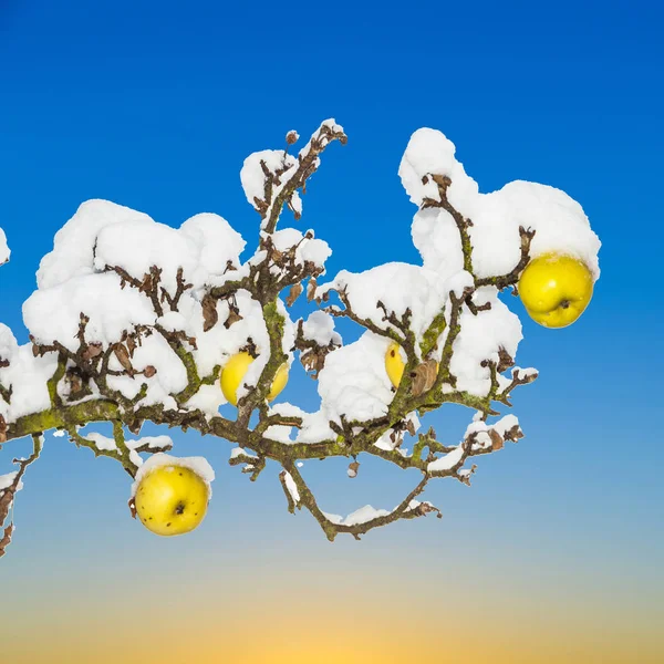 Pommes Mûres Sont Suspendues Sur Une Branche Couverte Première Neige — Photo