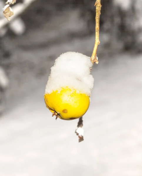 最初の雪で覆われた枝にりんごがぶら下がっている — ストック写真