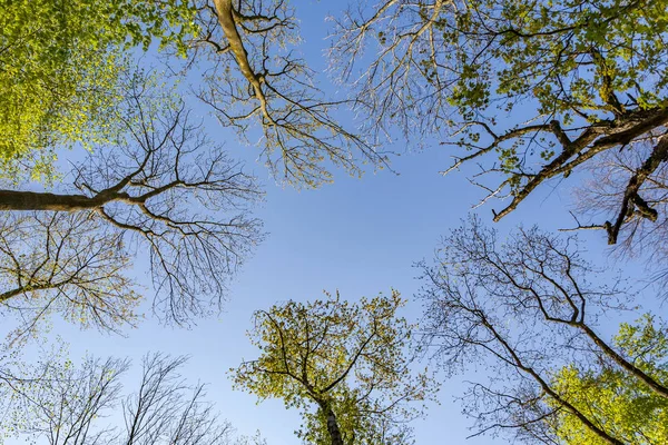 Kröna Träd Morgon Ljus Blå Himmel — Stockfoto