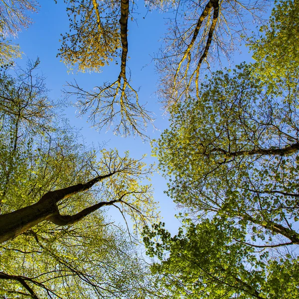 Ekar Skogen Klar Blå Himmel — Stockfoto