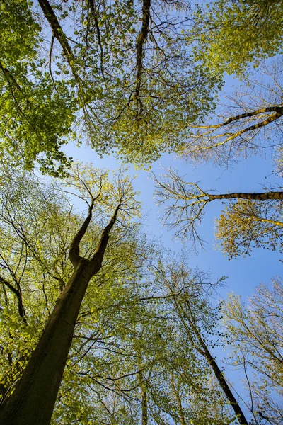 Eiken Bomen Het Bos Onder Duidelijke Blauwe Hemel — Stockfoto