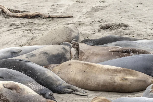 Deniz Aslanları Plajda San Simeon California — Stok fotoğraf