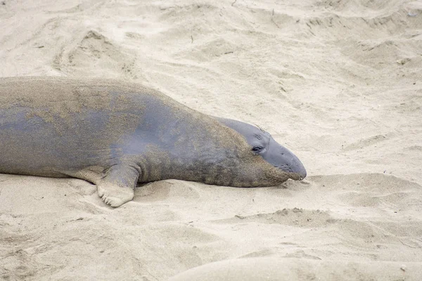 海狮在沙滩上放松 — 图库照片