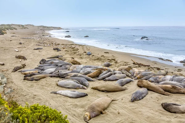 sea lion relaxes at the sandy beach