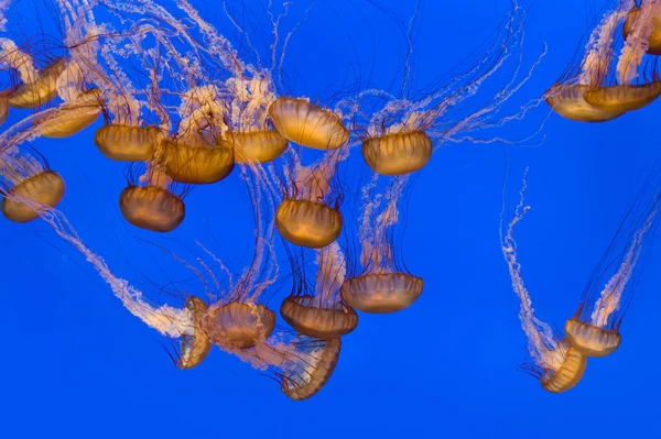 Beautiful Jelly Fishes Aquarium Blue Background — Stock Photo, Image