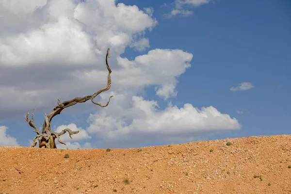 青い空の下 乾燥した景色で風光明媚な枯死木ルート — ストック写真