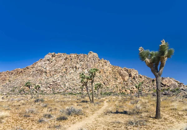 Pedra Árvore Joshua Parque Nacional Árvore Joshua Sob Céu Azul — Fotografia de Stock