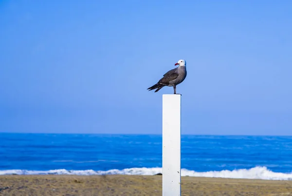 Gabbiano Seduto Tronco Pallavolo Spiaggia Guarda Scena — Foto Stock