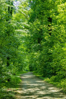 yeşil meşe ağaçları ile yoğun orman ile doğal yolu