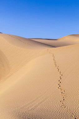beautiful sand dune in sunrise in the sonoran desert with human footsteps in the sand clipart