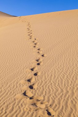 beautiful sand dune in sunrise in the sonoran desert with human footsteps in the sand clipart