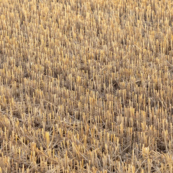 Campo Mais Dopo Raccolto Dettaglio — Foto Stock