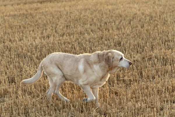 拉布拉多犬喜欢在收割的玉米地里奔跑 — 图库照片