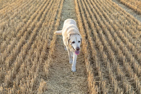 Labrador Cão Gosta Correr Campo Colhido Milho — Fotografia de Stock