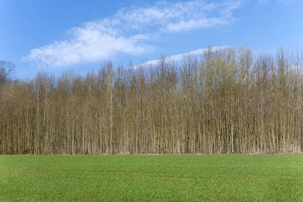 Mooie Bos Met Een Groen Veld Blauwe Hemel — Stockfoto