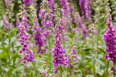 yüksükotu, yüksük ormandaki denilen güzel çiçek çiçeklenme