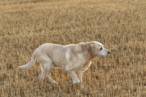 Labrador Pes Stojí Běží Poli Sklizené Kukuřice — Stock fotografie