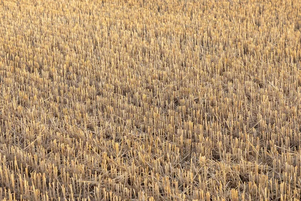 Részletesen Betakarítás Után Kukoricásban — Stock Fotó
