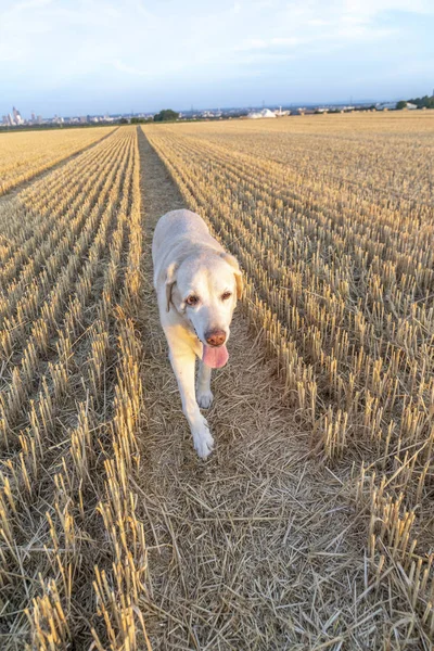 トウモロコシの収穫のフィールドで実行されているラブラドール犬を楽しんでください — ストック写真