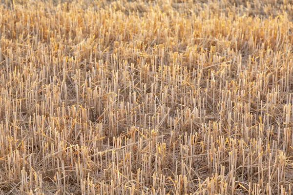 Corn Field Harvest Detail — Stock Photo, Image