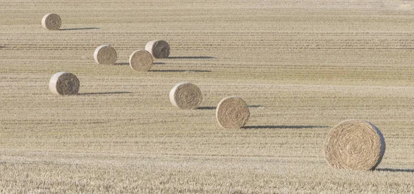 Golden Bale Straw Harvest Field — Stock Photo, Image